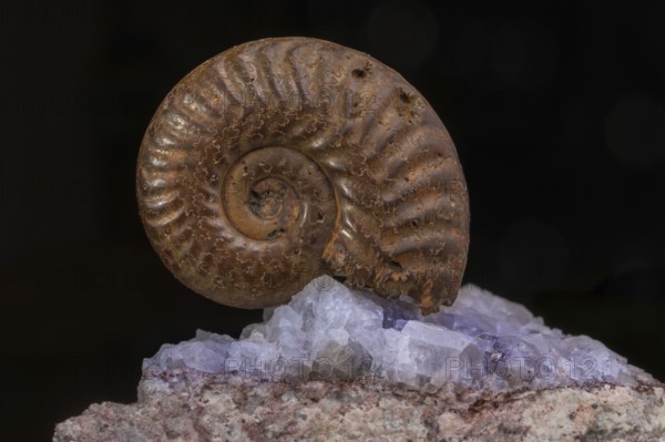 Ammonite fossils can be found on rocks. Details of the spiral reveal millions of years of evolution. Amber reflects bursts of light. Doubs, Frankrijk