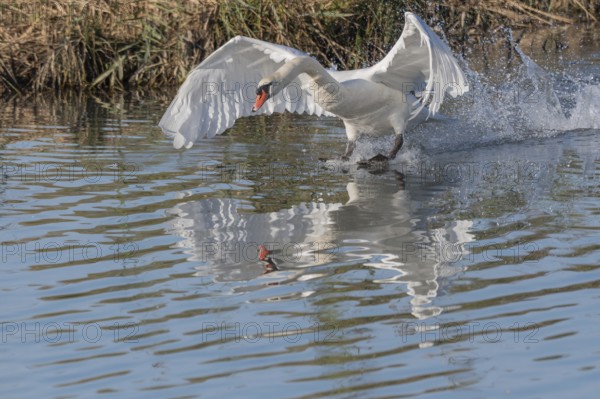White swan floats away from the water surface and flaps its wings. Splashes create waves on water, reflection visible under swan. Bas rhin, Alsace, Grand Est, France