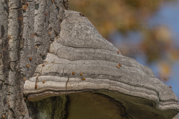 Mushroom grows on the bark of an old tree in a green forest. The sun shines through the leaves and creates a peaceful atmosphere. Invasion of the Asian Ladybugs