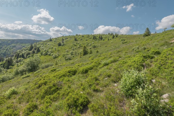 A green hill appears under a blue sky strewn with clouds. Nature is lush, with scattered shrubs and trees. It is a sunny day in spring. Upper Rhine, Vosges, Alsace, France