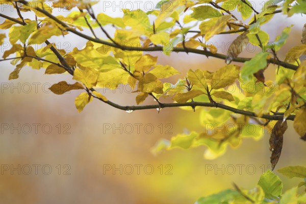 Branch with yellow autumn leaves against blurred, autumnal background, Kreuztal Siegerland