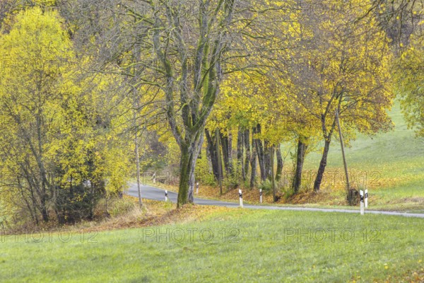Country road lined with trees with bright yellow autumn leaves, Siegerland