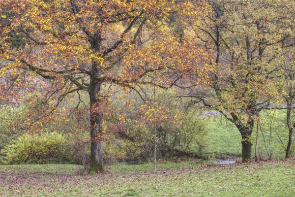Two trees with strong autumn leaves in a natural environment, Siegen