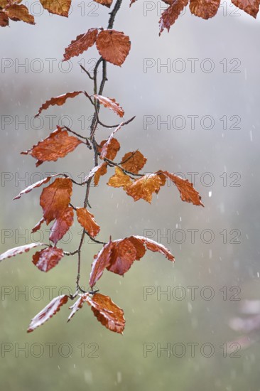 Red leaves on a thin branch in the rain against a blurred backdrop, Siegen