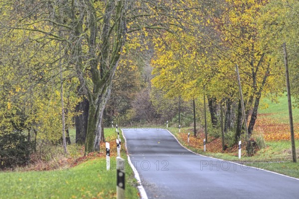 Asphalt road leads through an autumnal landscape with yellow trees, Siegerland
