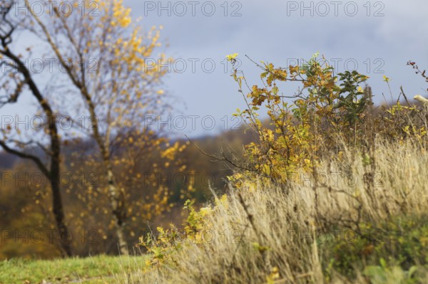 Autumn scenery with tall grasses and yellow leaves on trees against a cloudy sky, Kreuztal Siegerland