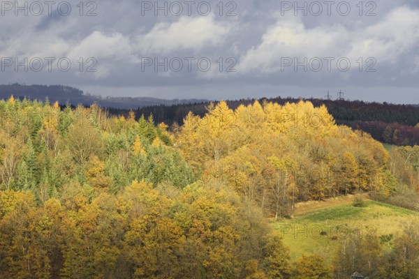 Autumn forest under cloudy sky with yellow and green leaves, Kreuztal Siegerland