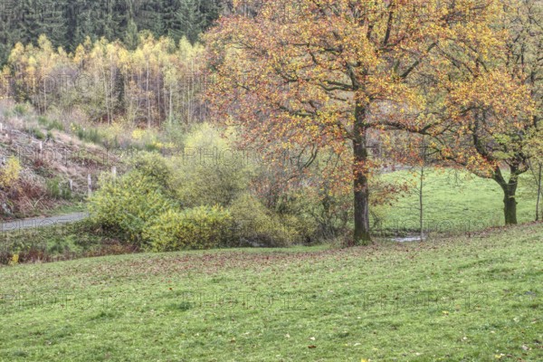 Landscape with a large tree and colorful autumn leaves in a meadow, Siegen