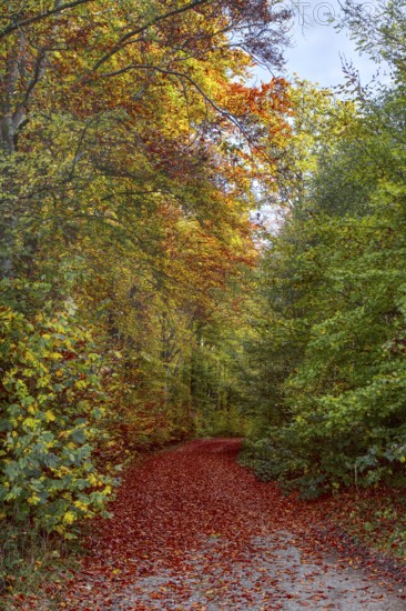 Colourful autumn forest trail with bright leaves that cover the path, Siegen 7