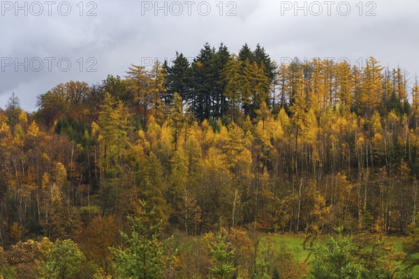 Forest landscape in autumn with bright golden leaves and conifers under grey sky, Kreuztal Siegerland