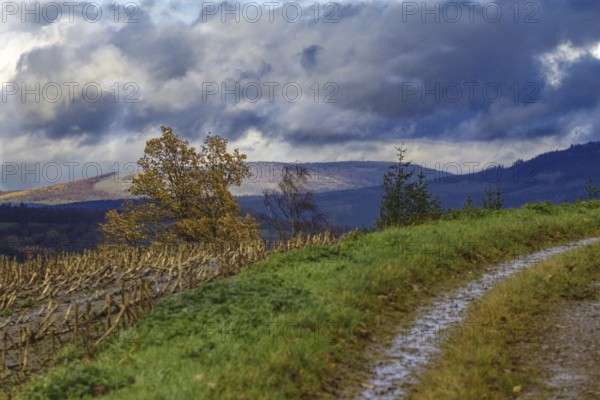 Cloudy sky over rolling hills and a path that leads past colorful autumn leaves, Kreuztal Siegerland
