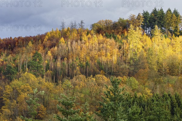 Golden autumn color in the forest with dense conifers in the background, Kreuztal Siegerland