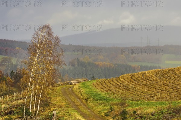Misty hill trail lined with autumn trees, quiet landscape, Kreuztal Siegerland