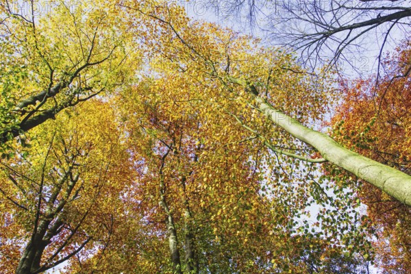 View of the treetops with autumn leaves in bright colors against the sky, Viersen (Süchtelner Höhen)