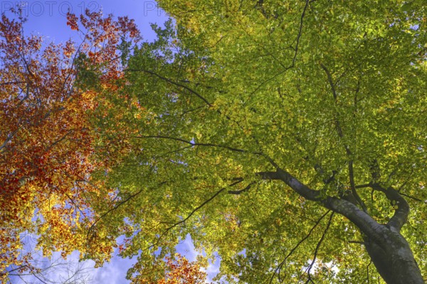View from below of trees with colorful autumn leaves, Viersen (Süchtelner Höhen)