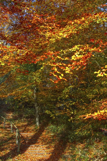 Path through the forest, lined with bright autumn leaves, Viersen (Süchtelner Höhen)