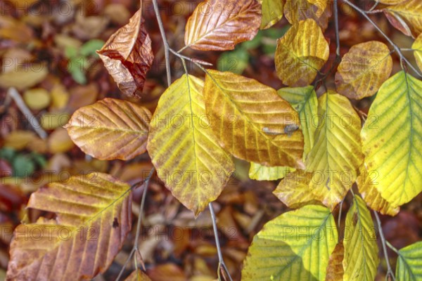 Close-up of bright yellow and orange autumn leaves in nature, Viersen (Süchtelner Höhen)
