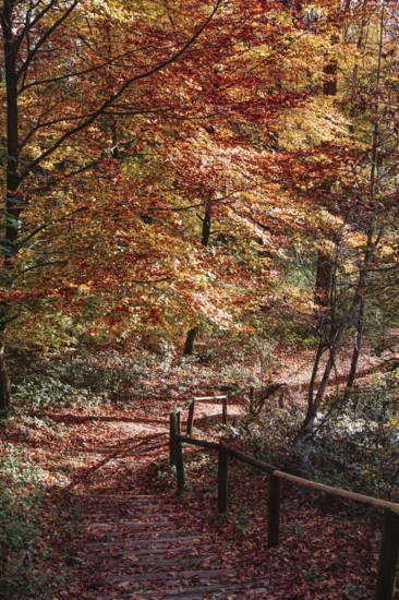 Forest trail with steps and intense autumn colors, Viersen (Süchtelner Höhen)