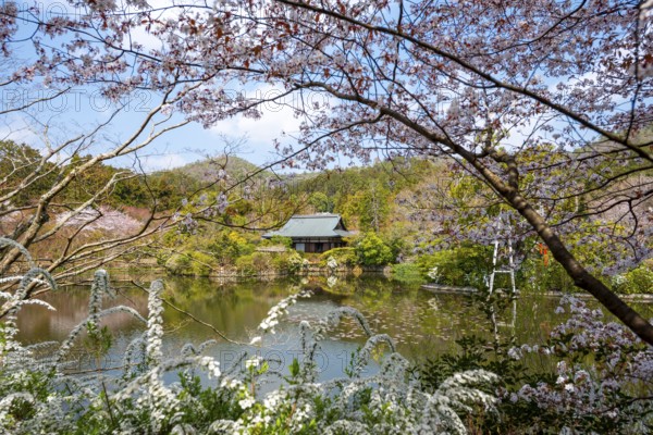 Kyoyochi pond in the Japanese garden, blooming cherry trees, Ryoan-ji, Zen Buddhist temple complex, in spring, Kyoto, Japan