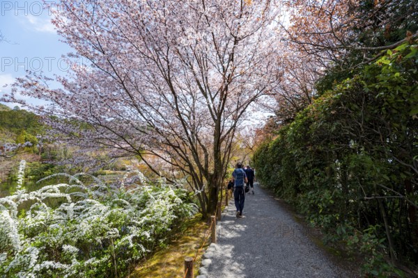 Blooming cherry trees, path along Kyoyochi Pond in the Japanese Garden, Ryoan-ji, Zen Buddhist temple complex, in spring, Kyoto, Japan