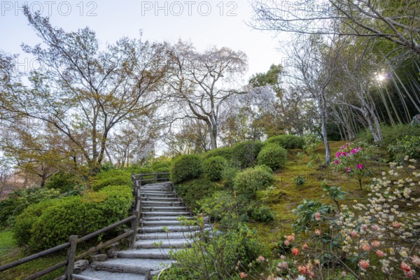 Path between blooming bushes in spring, Sogenchi Teien Japanese Garden, Tenryu-ji, Zen Buddhist temple complex, Sagatenryuji Susukinobabacho, Kyoto, Japan