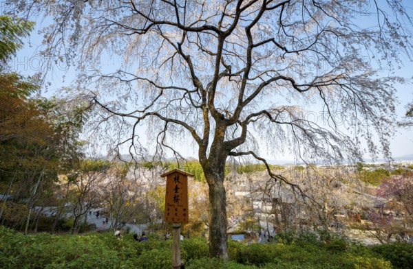 Blooming cherry trees Sogenchi Teien Japanese Garden, Tenryu-ji, Zen Buddhist temple complex, Sagatenryuji Susukinobabacho, Kyoto, Japan