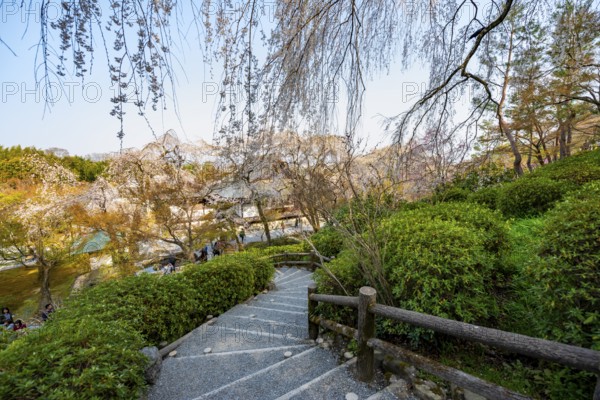 Path under blooming cherry trees, Sogenchi Teien Japanese Garden, Tenryu-ji, Zen Buddhist Temple Complex, Sagatenryuji Susukinobabacho, Kyoto, Japan