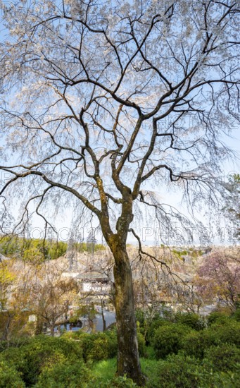Blooming cherry trees Sogenchi Teien Japanese Garden, Tenryu-ji, Zen Buddhist temple complex, Sagatenryuji Susukinobabacho, Kyoto, Japan