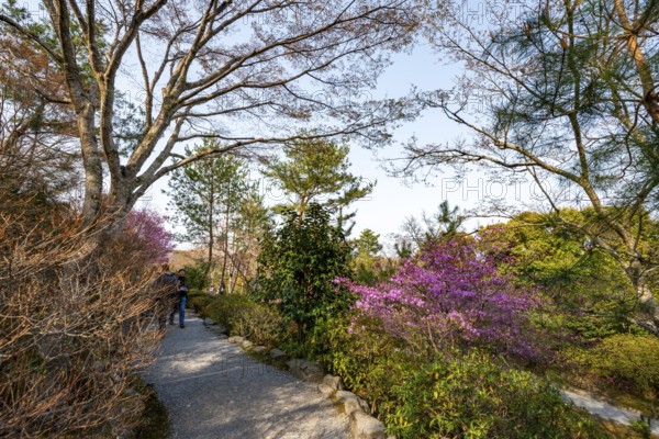 Blooming bushes in Sogenchi Teien Japanese Garden, Tenryu-ji, Zen Buddhist temple complex, Sagatenryuji Susukinobabacho, Kyoto, Japan