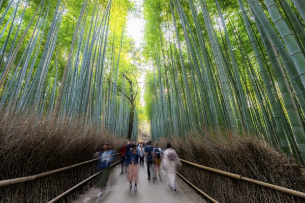 Visitors on their way through bamboo forest, motion blur, long exposure, towering bamboo stems in Arashiyama bamboo forest, Kyoto, Japan