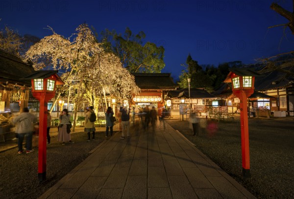 Illuminated Hirano shrine with cherry blossoms at night, blue hour, Hanami, Kyoto, Japan