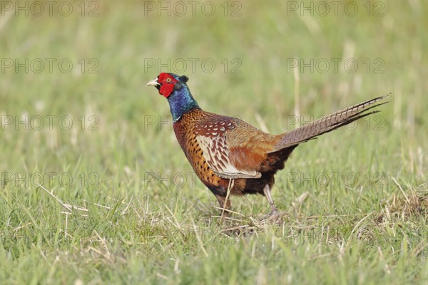 Pheasant, hunting pheasant (Phasianus colchicus), adult male bird in a meadow, wildlife, lembruch, ox moor, Dümmer nature park Park, Lower Saxony, Germany