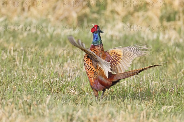 Pheasant, hunting pheasant (Phasianus colchicus), adult male bird courting in a meadow, area demarcation, wildlife, lembruch, ox moor, Dümmer nature park Park, Lower Saxony, Germany