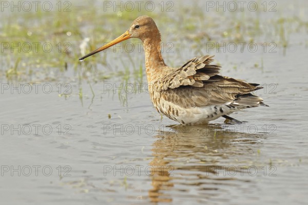 Greenpike (Limosa limosa) runs in shallow water in a moor, snipe birds, wildlife, nature photography, ox bog, Dümmer See, Hüde, Lower Saxony, Germany