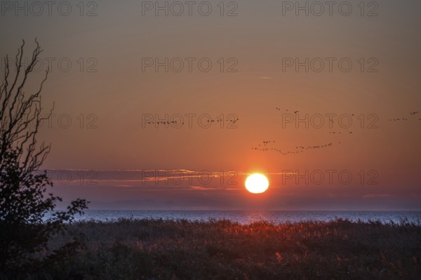 Sunrise on the lagoon, flying cranes above (Grus grus), Ahrenshoop, Darß, Mecklenburg-Western Pomerania, Germany