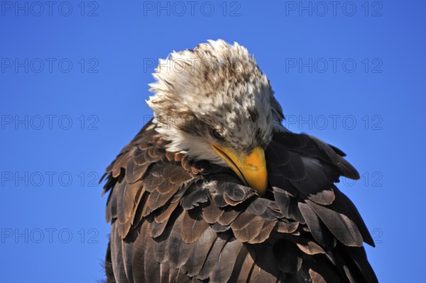 Bald eagle (Haliaeetus leucocephalus) against blue sky, public air show, Cologne, North Rhine-Westphalia, Germany