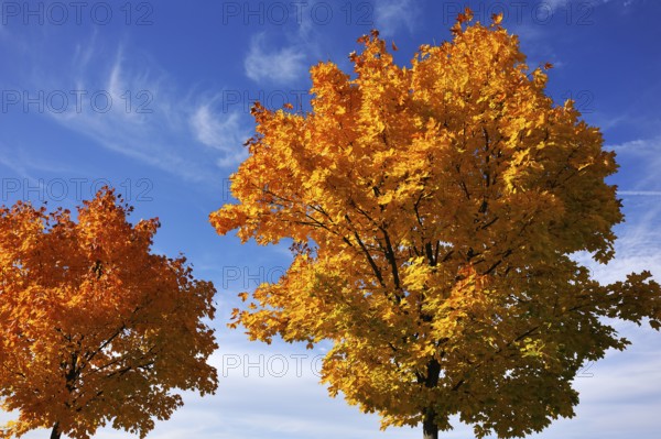 Norway maple (Acer platanoides) in golden yellow autumn color, cloudy sky, Eckental, Middle Franconia, Bavaria, Germany