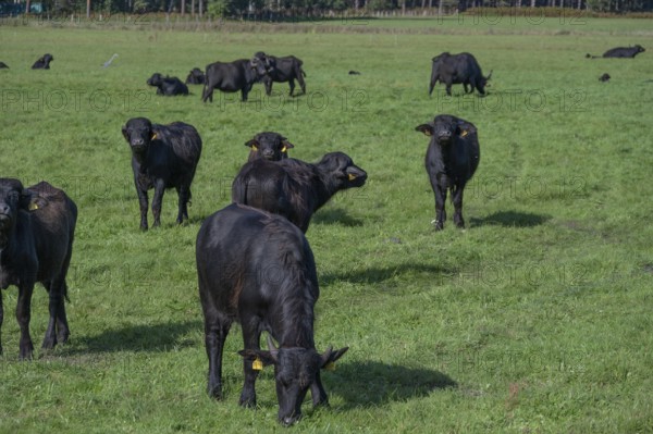 Young water buffaloes (Bubalus arnee) in the willow, Darß, Mecklenburg-Western Pomerania, Germany