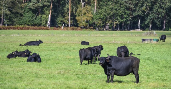 Water buffalo (Bubalus arnee) in the willow, Darß, Mecklenburg-Western Pomerania, Germany