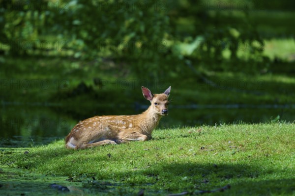 A fawn is relaxing on a green meadow in the forest and enjoying the summer atmosphere in the shade, Sika deer (Cervus nippon), summer, Germany