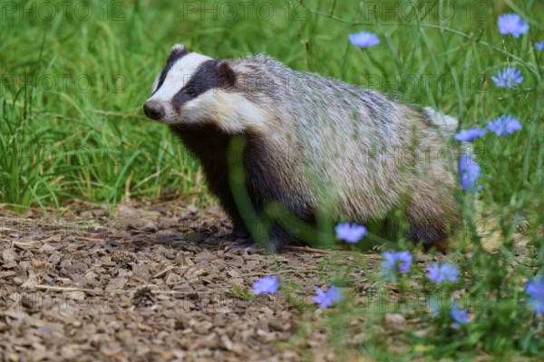 A badger sits attentively in a green meadow with blue flowers, European badger (Meles meles), summer, Germany