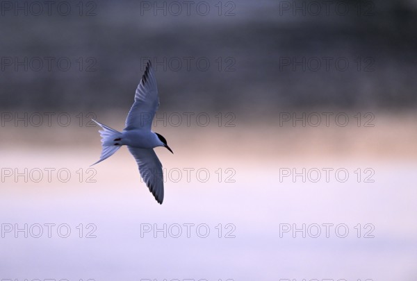 Flying common tern (Sterna hirundo) in the evening light, Texel, North Holland, the Netherlands