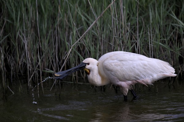Spoonbill (Platalea leucorodia) looking for food in shallow water with drops of water in its open beak. Texel, North Holland, Netherlands
