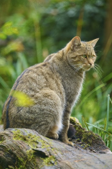 A cat sits attentively on a tree trunk surrounded by lush vegetation, European wildcat (Felis silvestris), summer, Germany
