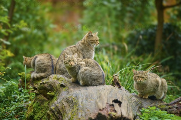 A group of cats sitting together on a tree trunk in a green forest, European wildcat (Felis silvestris), summer, Germany