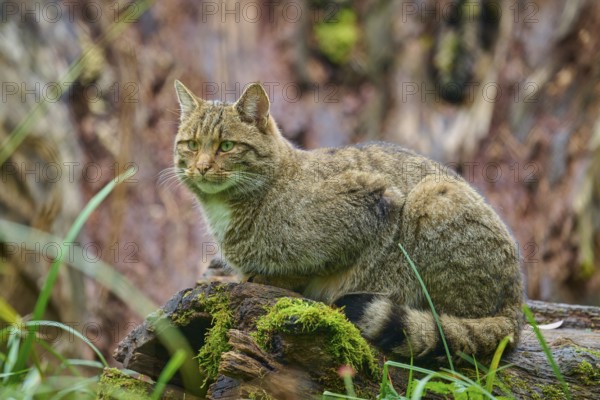 A cat sits alert on a moss-covered tree trunk surrounded by nature, European wildcat (Felis silvestris), summer, Germany