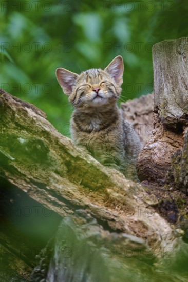 A young kitten sits happily in a tree while keeping its eyes closed and enjoying nature, European wildcat (Felis silvestris), summer, Germany