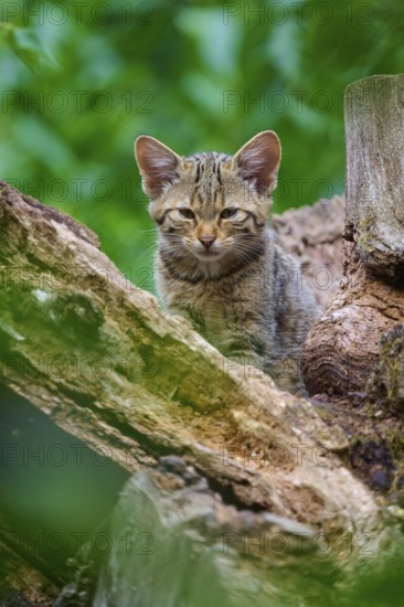 An attentively looking young kitten sits in a tree surrounded by green leaves and tree bark, European wildcat (Felis silvestris), summer, Germany