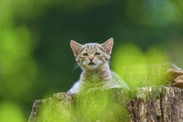 Young kitten on a tree stump against a blurred green background, European wild cat (Felis silvestris), summer, Germany