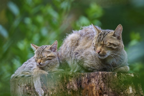 Cat with kittens sleep close together on a tree stump surrounded by vivid greenery, European wildcat (Felis silvestris), summer, Germany